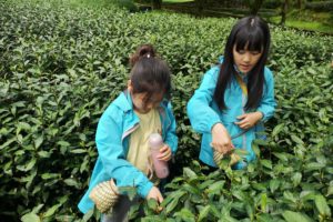 Picking Tea with Grade 3