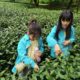 Picking Tea with Grade 3